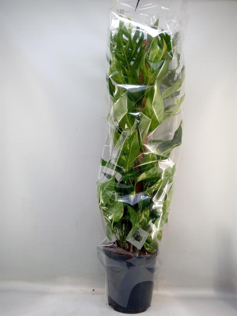 Горшечные цветы и растения оптом Epipremnum   ... от 1шт из Голландии с доставкой по России