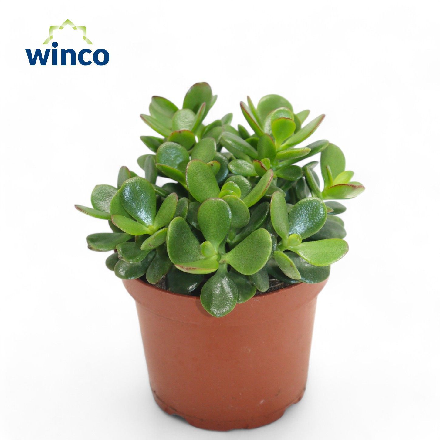 Горшечные цветы и растения оптом Crassula Minor от 18шт (для телеги) из Голландии с доставкой по России