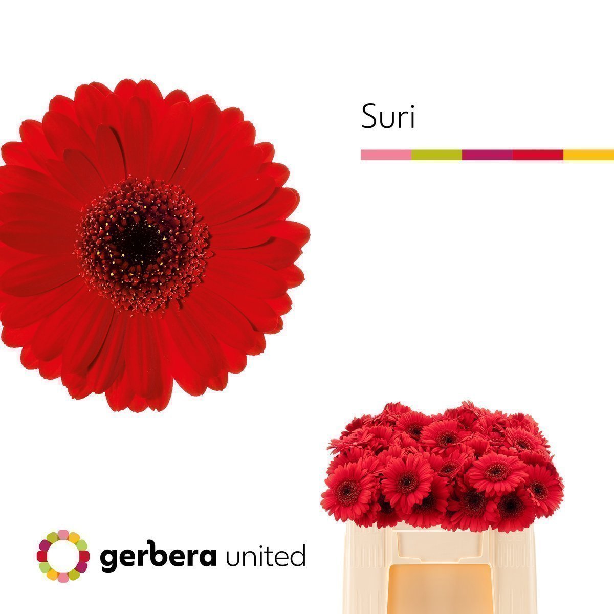 Срезанные цветы оптом Germini suri от 80шт из Голландии с доставкой по России