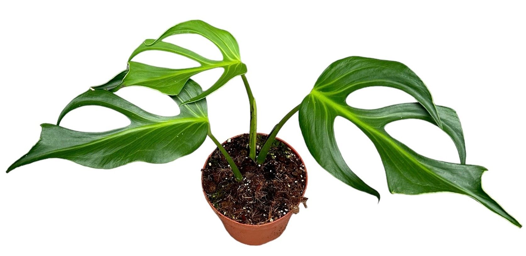 Горшечные цветы и растения оптом Monstera Burle Marx Flame от 1шт из Голландии с доставкой по России