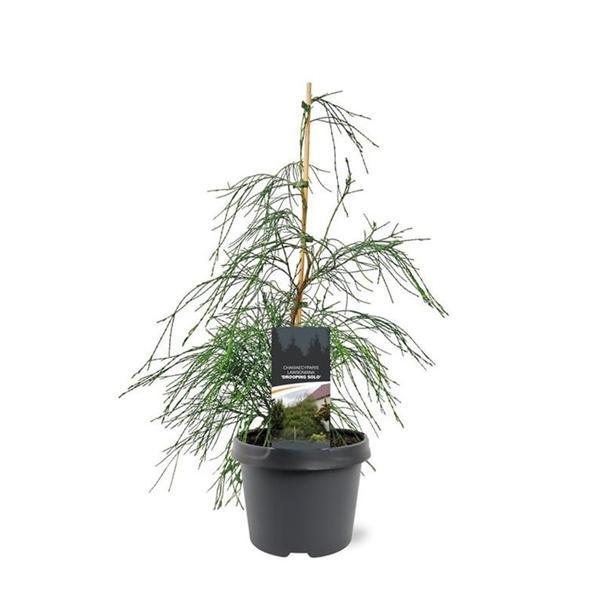 Горшечные цветы и растения оптом Chamaecyparis Laws Drooping Solo от 1шт из Голландии с доставкой по России