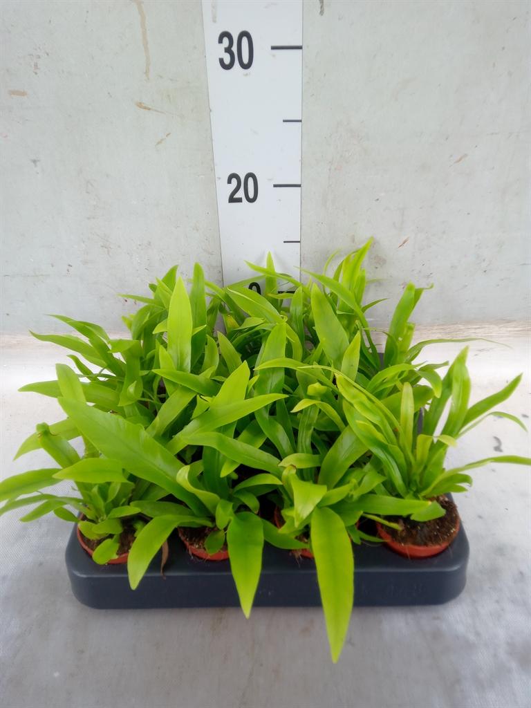 Горшечные цветы и растения оптом Asplenium Antiquum от 14шт (для телеги) из Голландии с доставкой по России