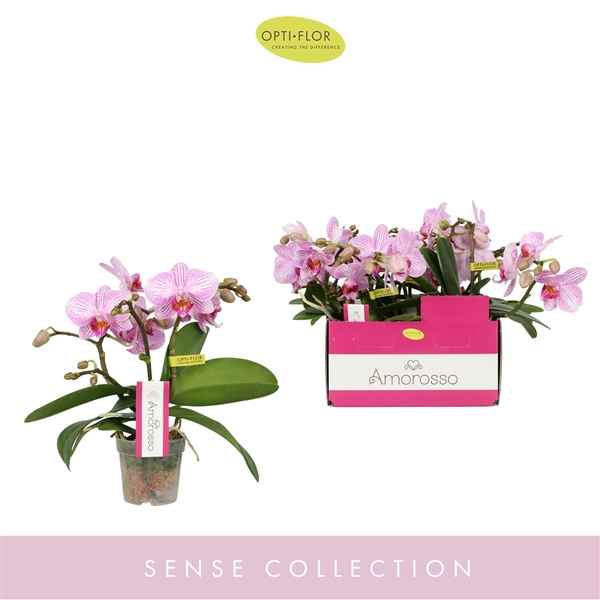 Горшечные цветы и растения оптом Phal 3st Amorosso Merlini Pink (opti) от 6шт из Голландии с доставкой по России