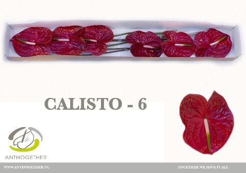 Срезанные цветы оптом Anthurium calisto от 24шт. из Голландии с доставкой по России