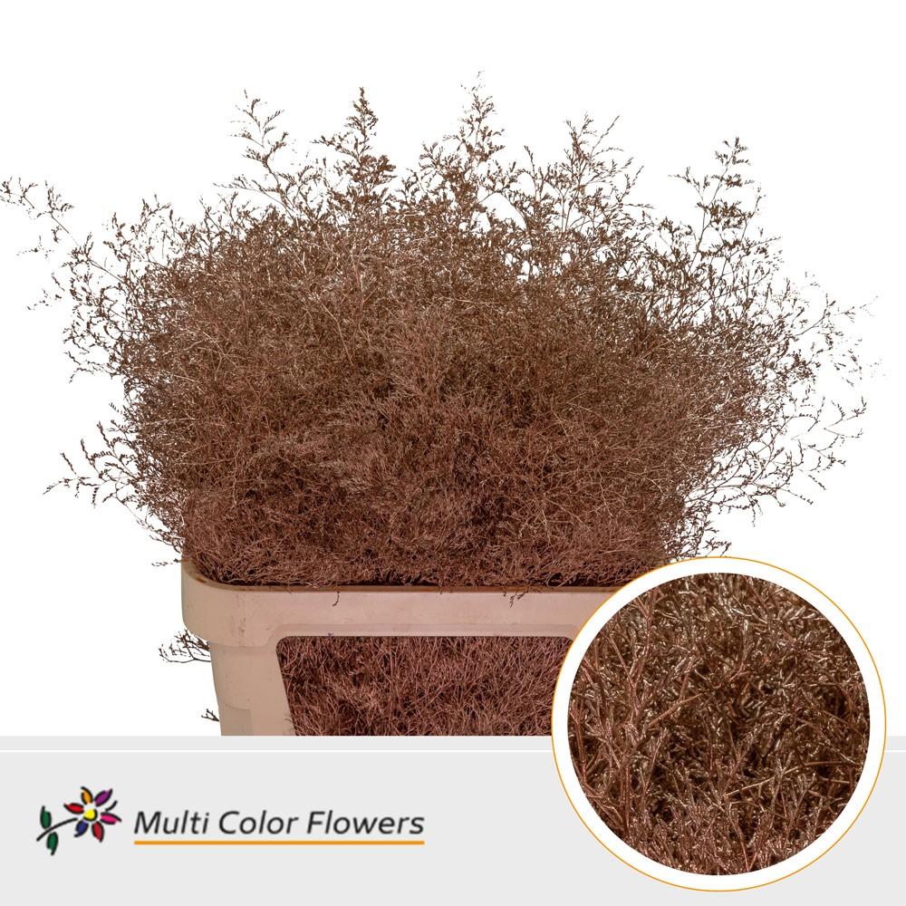 Срезанные цветы оптом Limonium beltlaard paint metallic copper от 25шт из Голландии с доставкой по России