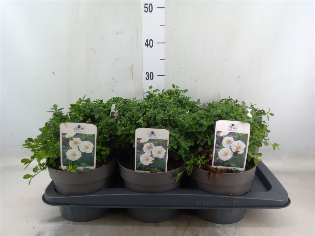 Горшечные цветы и растения оптом Cistus Florentinus от 6шт из Голландии с доставкой по России