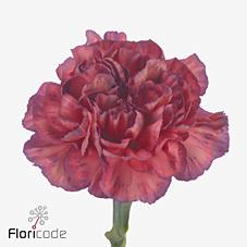 Срезанные цветы оптом Dianthus st extravaganza от 80шт из Голландии с доставкой по России