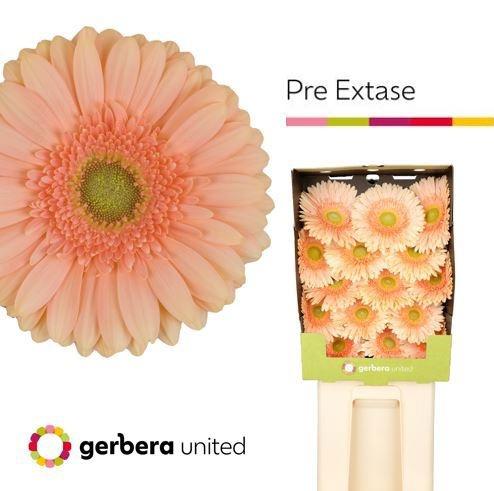 Срезанные цветы оптом Gerbera diamond pre-extase от 15шт из Голландии с доставкой по России