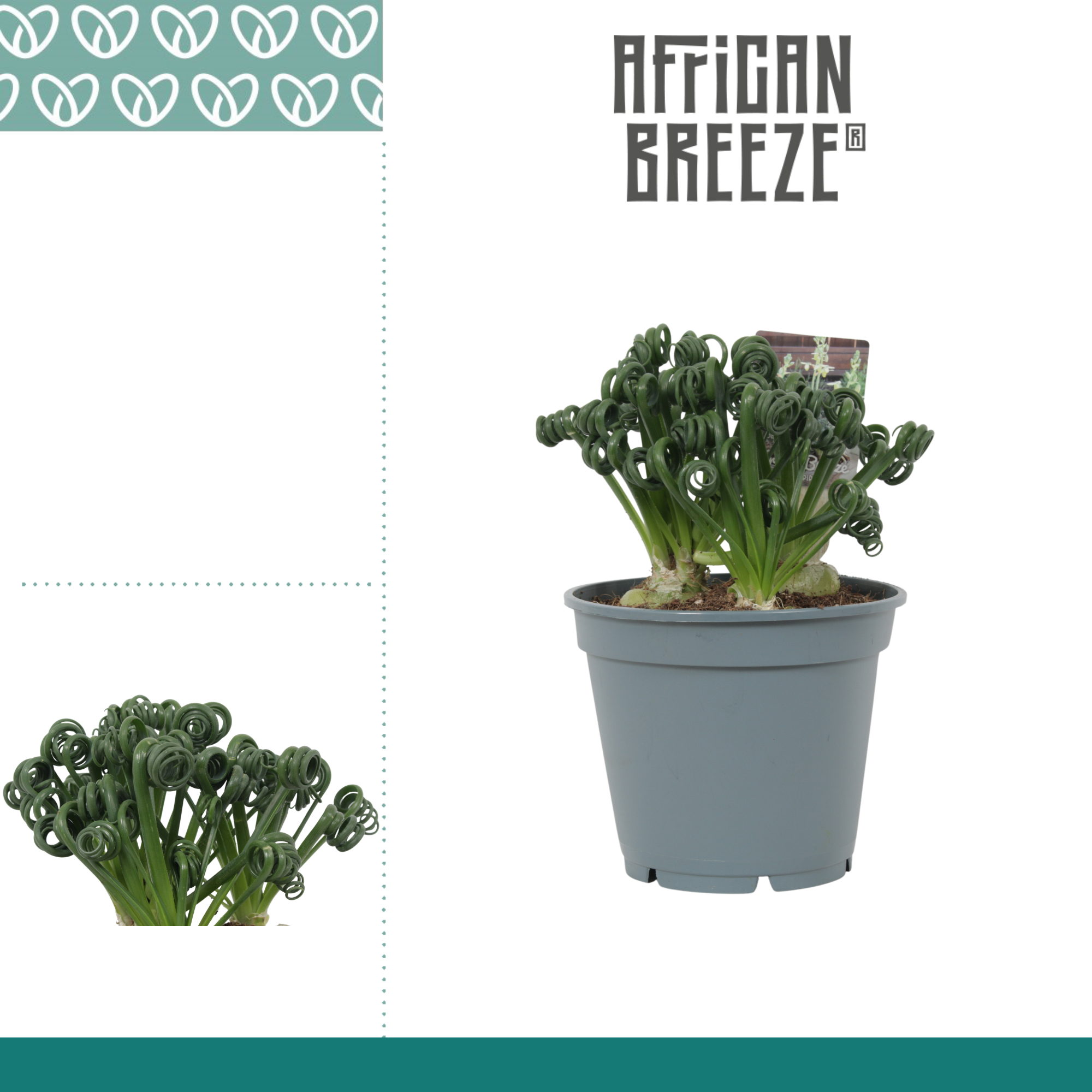 Горшечные цветы и растения оптом Albuca  Friz Sizzle от 6шт из Голландии с доставкой по России
