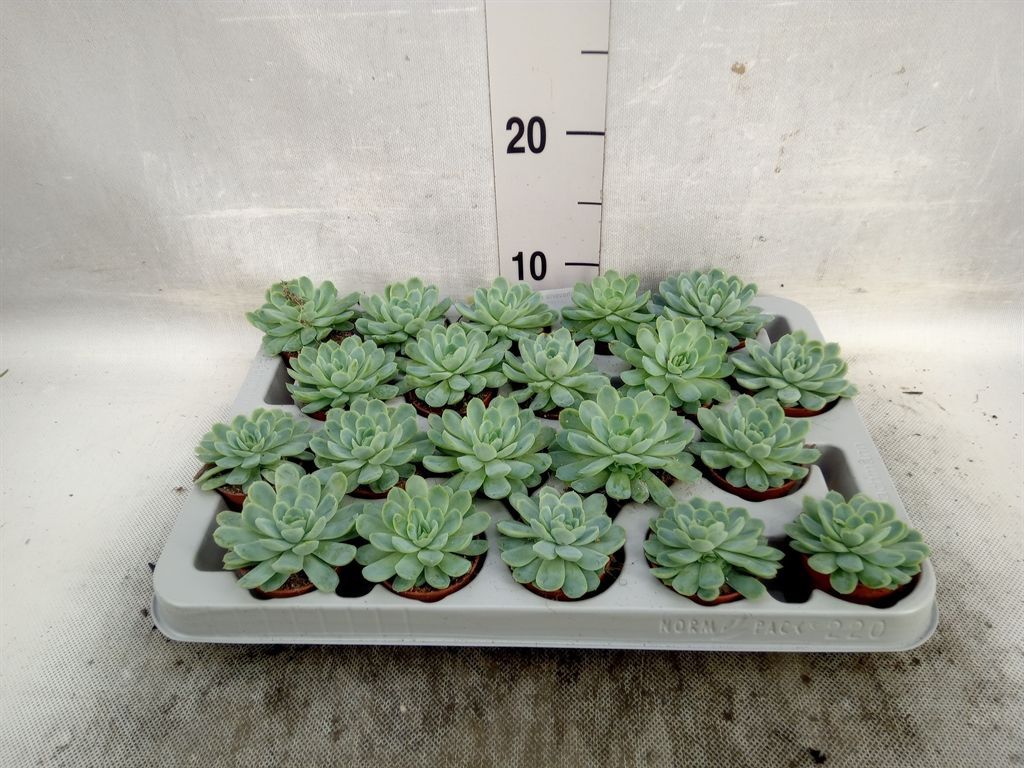 Горшечные цветы и растения оптом Echeveria Elegans от 20шт из Голландии с доставкой по России