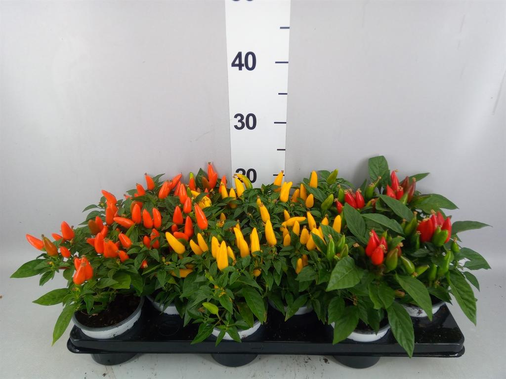 Горшечные цветы и растения оптом Capsicum Annuum favorit ...mix от 12шт из Голландии с доставкой по России