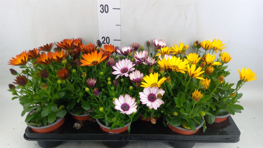 Горшечные цветы и растения оптом Osteospermum   ...mix от 12шт из Голландии с доставкой по России