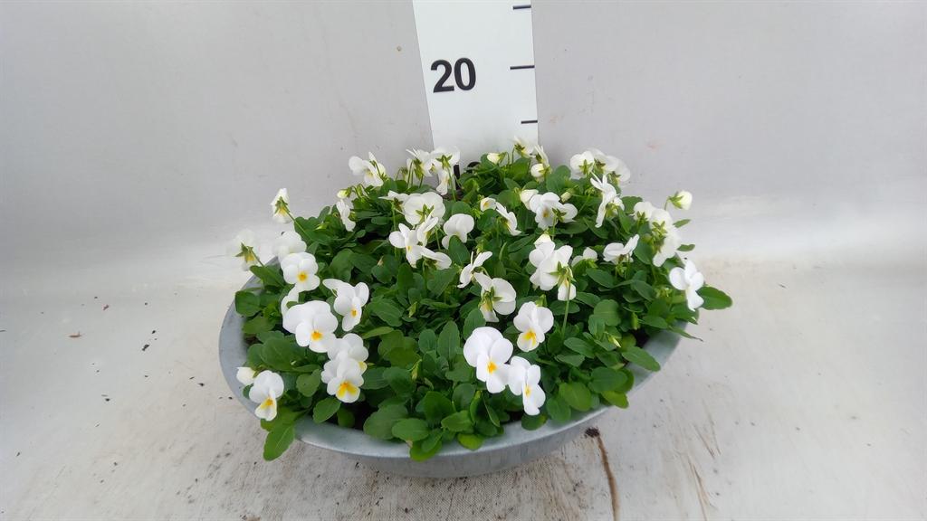 Горшечные цветы и растения оптом Viola Corn. deltini True White от 1шт (для телеги) из Голландии с доставкой по России