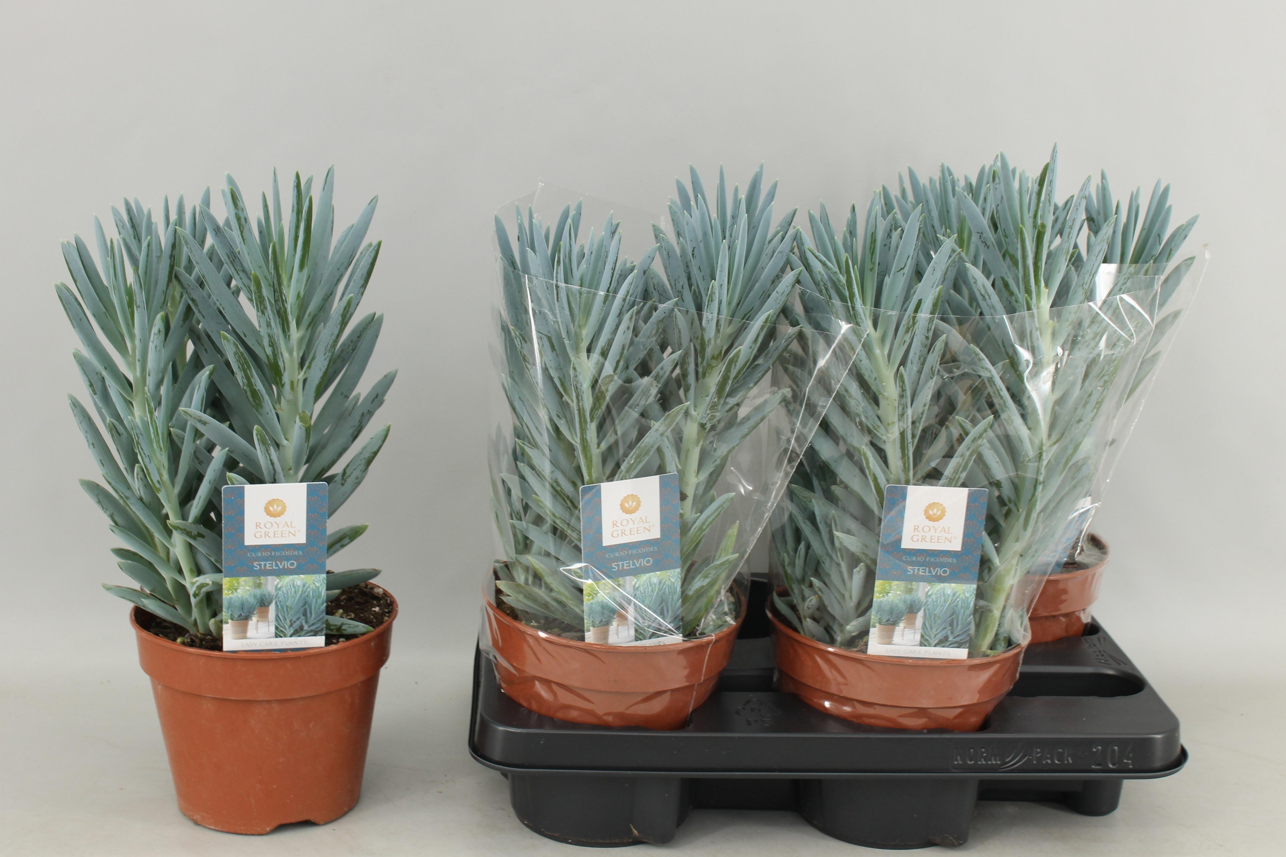 Горшечные цветы и растения оптом Curio F Stelvio от 4шт из Голландии с доставкой по России