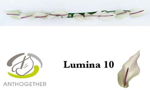 Срезанные цветы оптом Anthurium lumina от 10шт из Голландии с доставкой по России