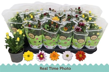 Горшечные цветы и растения оптом Chrysant Classic 5 Kleuren Mix от 18шт (для телеги) из Голландии с доставкой по России