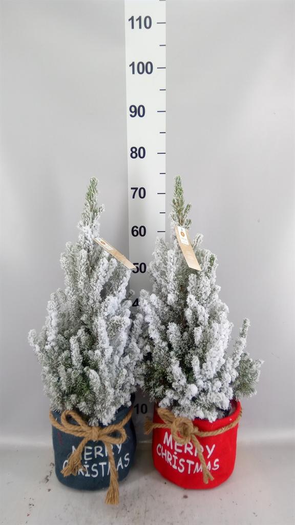 Горшечные цветы и растения оптом Picea Glauca december от 1шт из Голландии с доставкой по России
