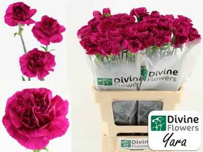 Срезанные цветы оптом Dianthus st yara+ от 80шт из Голландии с доставкой по России