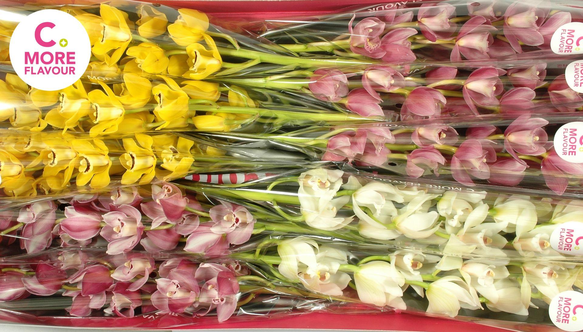 Срезанные цветы оптом Minicymbidium mix easter от 5шт.. из Голландии с доставкой по России