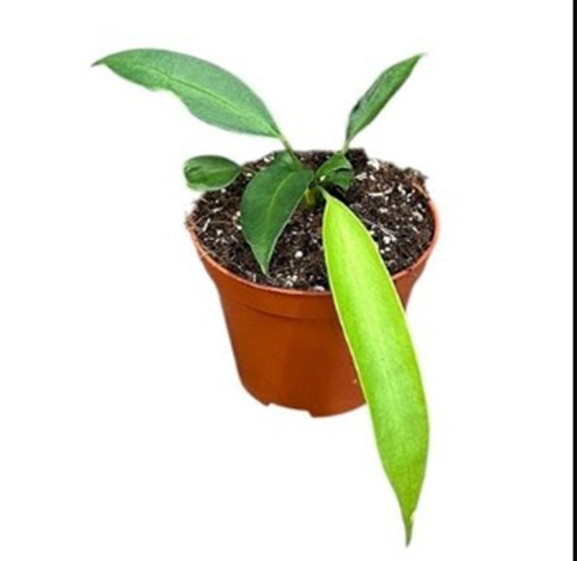 Горшечные цветы и растения оптом Anthurium Wendlingeri от 1шт (для телеги) из Голландии с доставкой по России