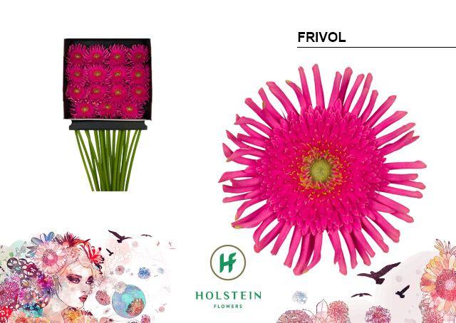 Срезанные цветы оптом Gerbera diamond gerpasta frivol от 15шт из Голландии с доставкой по России