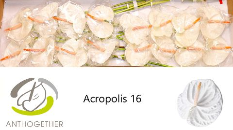 Срезанные цветы оптом Anthurium acropolis от 16шт из Голландии с доставкой по России