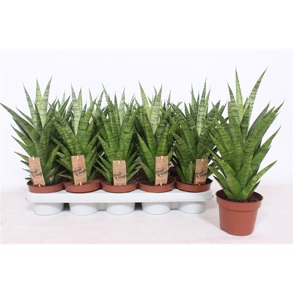 Горшечные цветы и растения оптом Sansevieria Tough Lady от 10шт из Голландии с доставкой по России