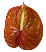 Срезанные цветы оптом Anthurium corniche от 15шт из Голландии с доставкой по России