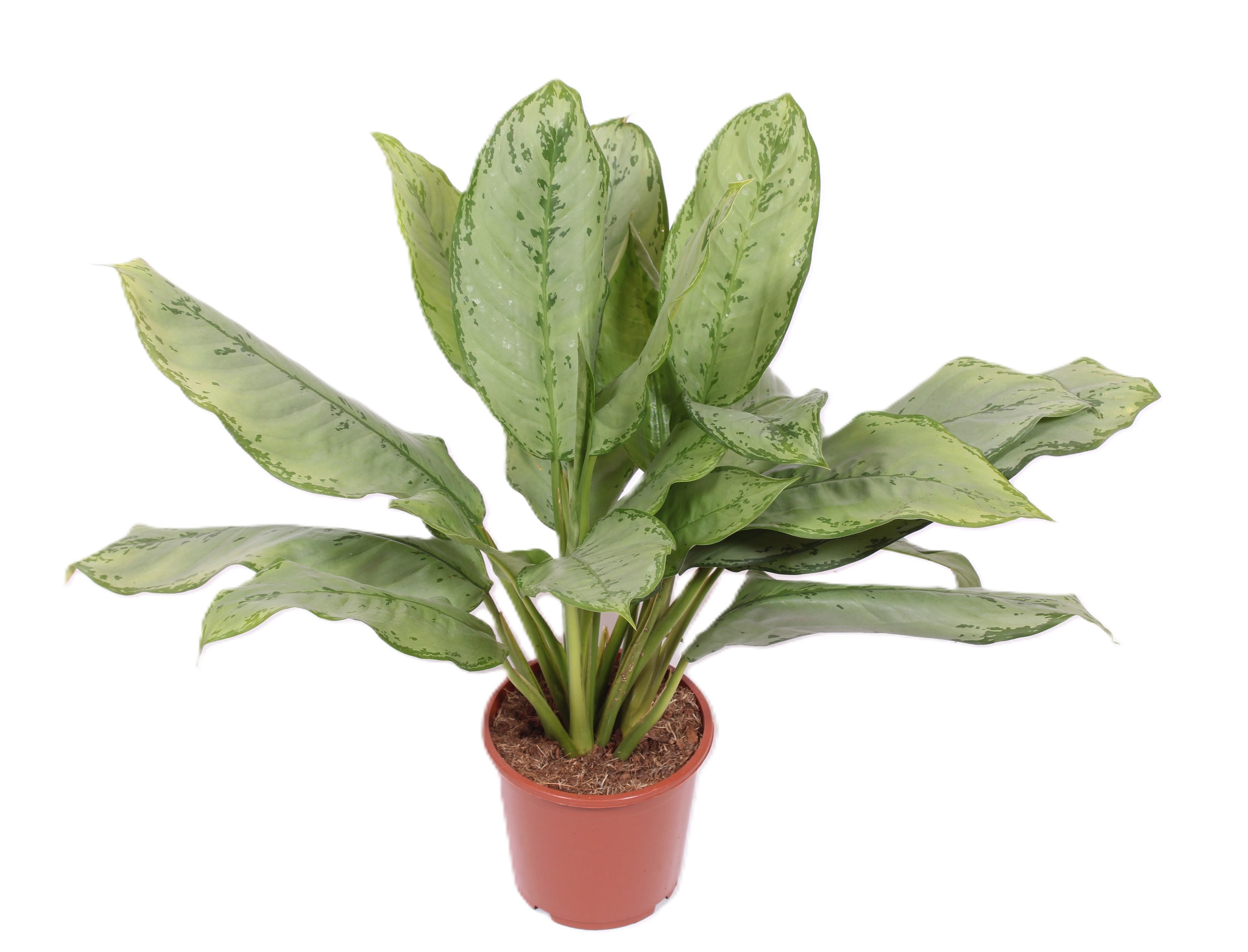 Горшечные цветы и растения оптом Aglaonema Freedman от 6шт из Голландии с доставкой по России
