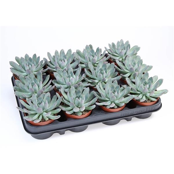 Горшечные цветы и растения оптом Echeveria Pulidonis от 12шт (для телеги) из Голландии с доставкой по России