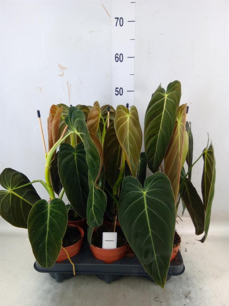 Горшечные цветы и растения оптом Philodendron Melanochrysum от 6шт из Голландии с доставкой по России