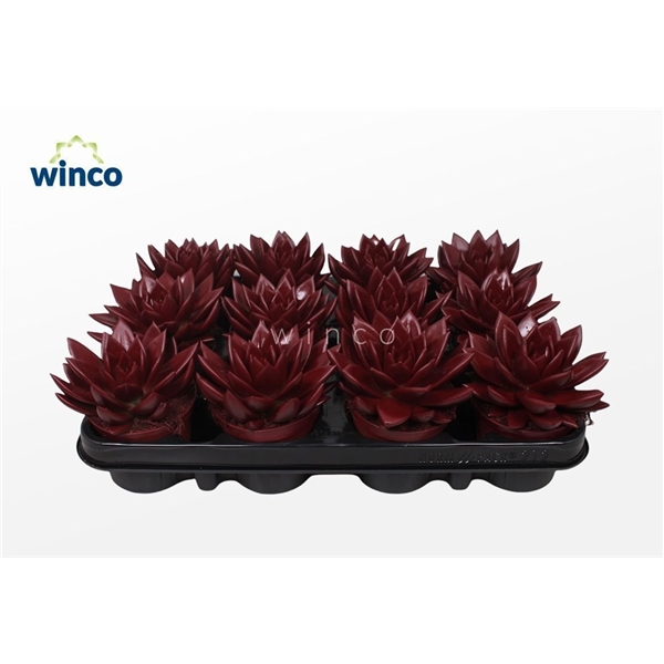 Горшечные цветы и растения оптом Echeveria Agavoides Paint Bordeaux Red от 12шт (для телеги) из Голландии с доставкой по России