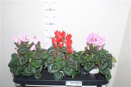 Горшечные цветы и растения оптом Cycl Gr Sup Xl от 3шт (для телеги) из Голландии с доставкой по России