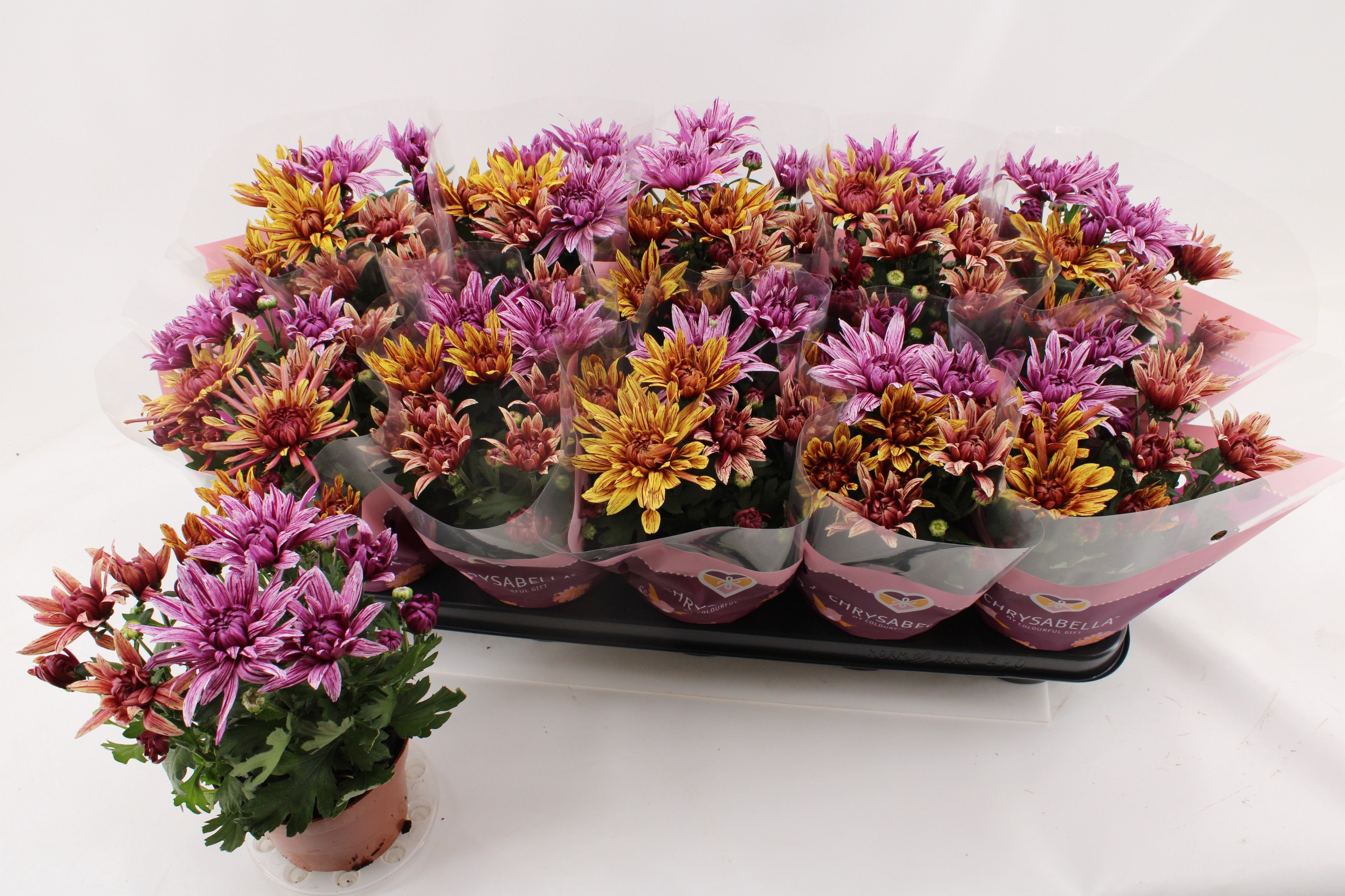 Горшечные цветы и растения оптом Chrys Art Jef Gem Ip от 10шт из Голландии с доставкой по России