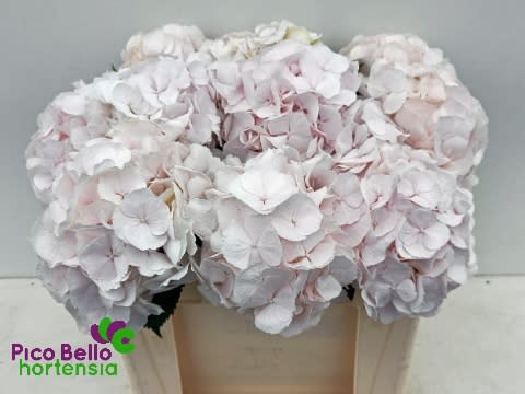Срезанные цветы оптом Hydrangea sweet verena от 10шт из Голландии с доставкой по России