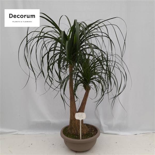 Горшечные цветы и растения оптом Beaucarnea Branched Nummer 46 от 1шт из Голландии с доставкой по России