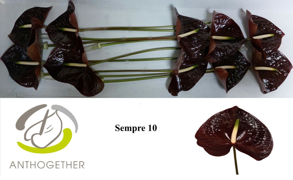 Срезанные цветы оптом Anthurium sempre от 10шт из Голландии с доставкой по России