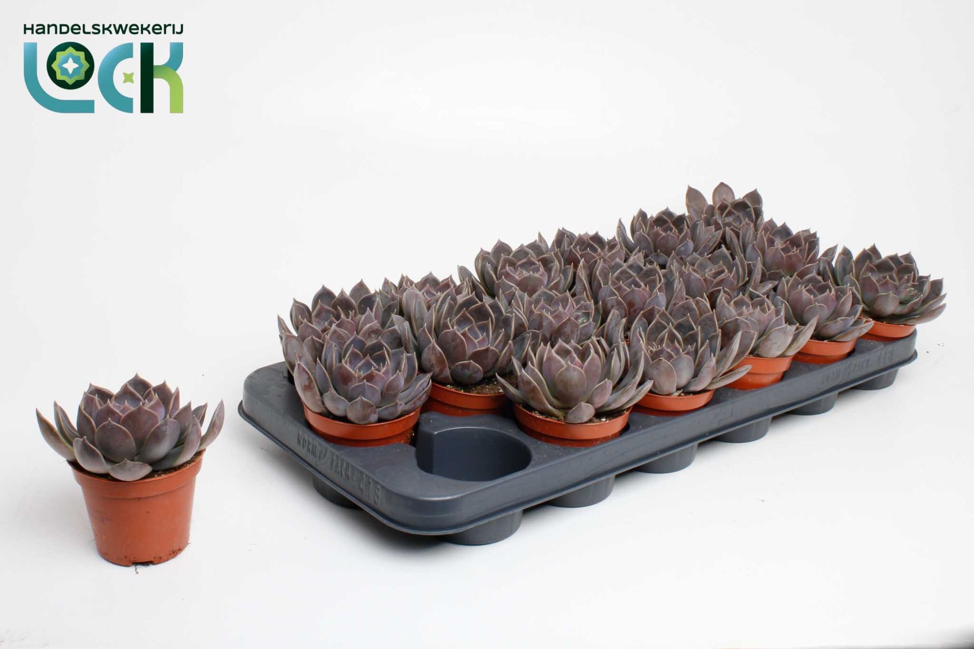 Горшечные цветы и растения оптом Echeveria Joost от 18шт (для телеги) из Голландии с доставкой по России