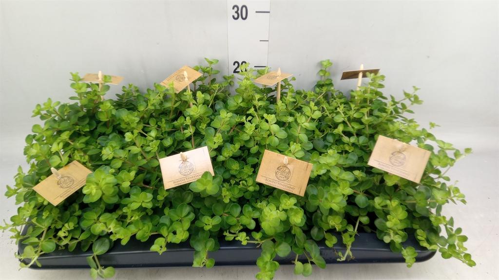 Горшечные цветы и растения оптом Peperomia Rotundifolia от 8шт из Голландии с доставкой по России