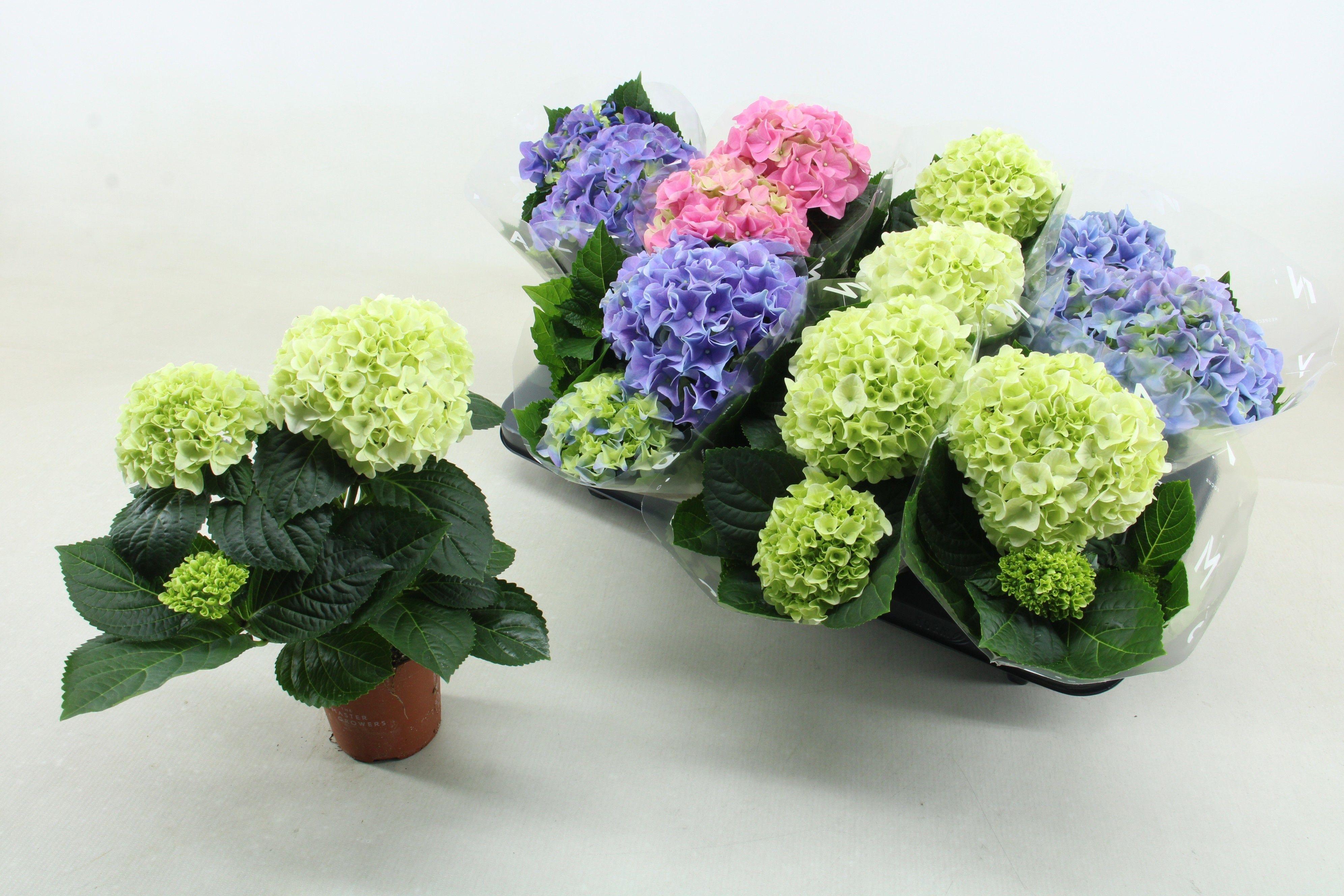 Горшечные цветы и растения оптом Hydr M Gem от 8шт из Голландии с доставкой по России