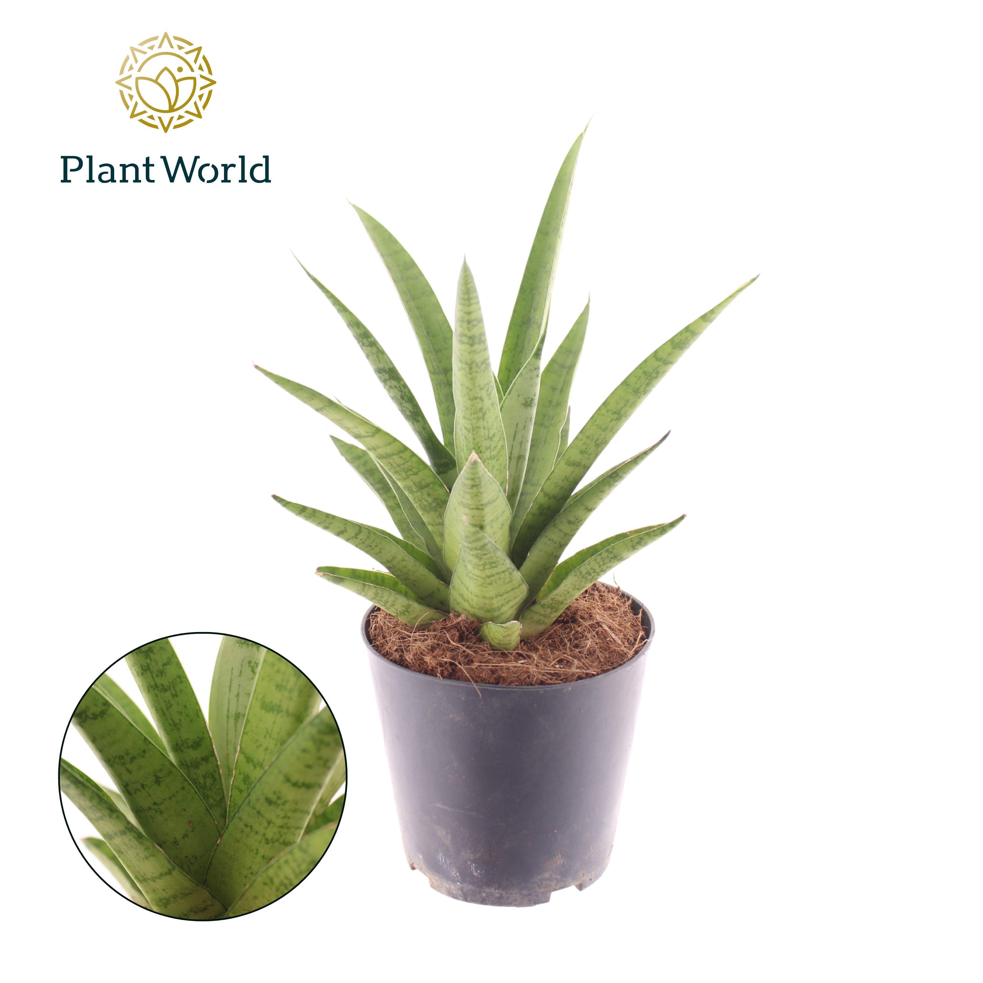 Горшечные цветы и растения оптом Sansevieria Lotus от 10шт из Голландии с доставкой по России