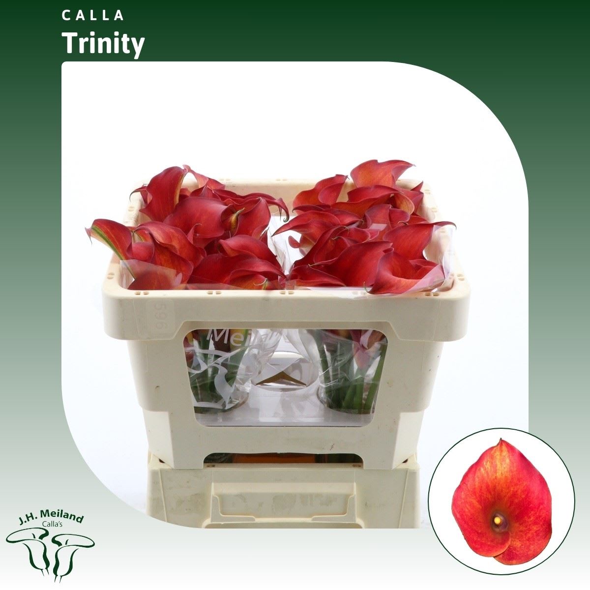 Срезанные цветы оптом Zantedeschia captain trinity от 40шт из Голландии с доставкой по России