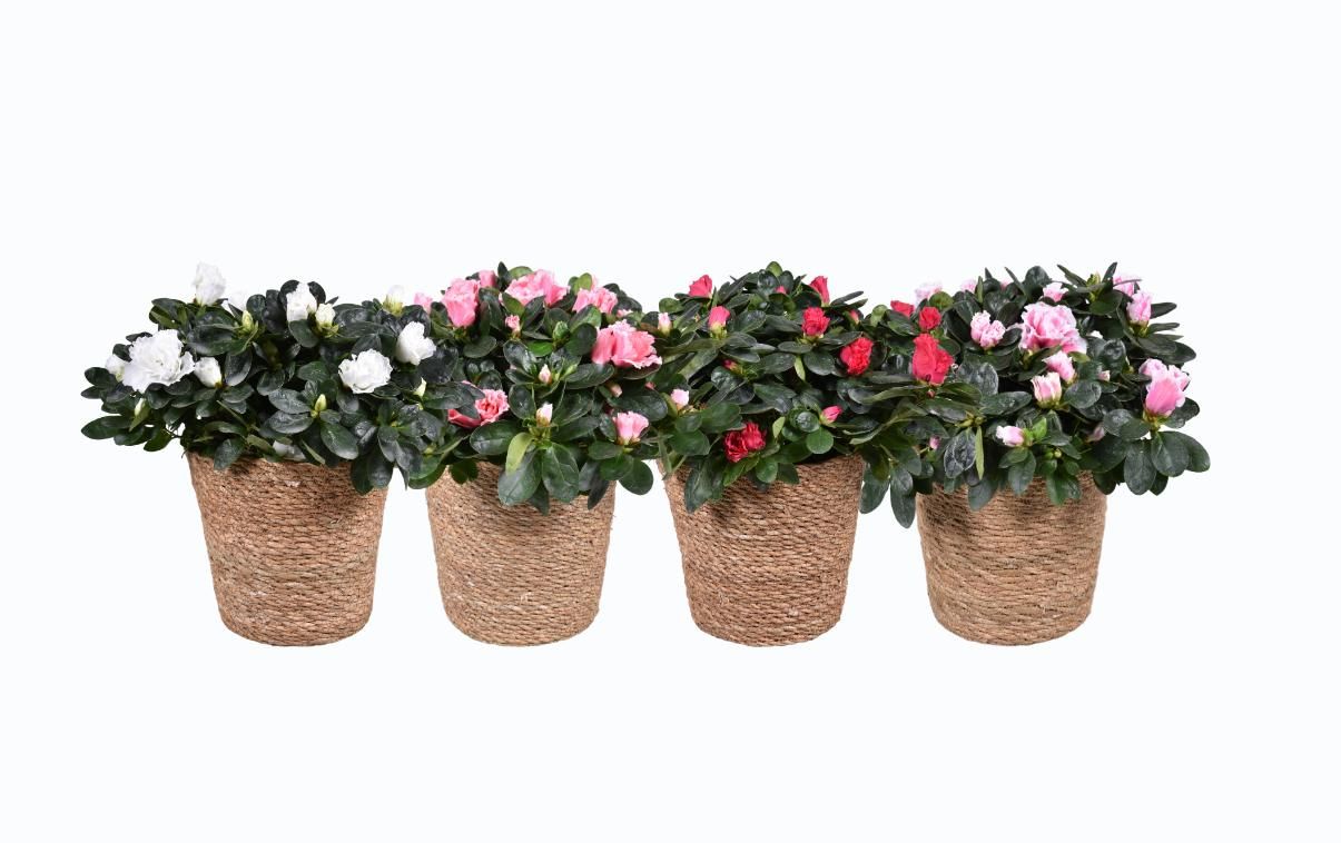 Горшечные цветы и растения оптом Azalea Mix In Basket от 1шт из Голландии с доставкой по России