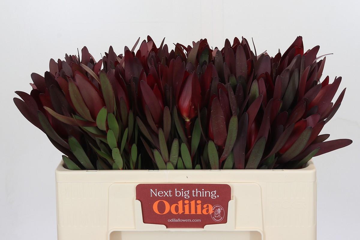 Срезанные цветы оптом Leucadendron saf sunset от 70шт из Голландии с доставкой по России