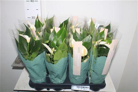 Горшечные цветы и растения оптом Anthu An Namora 4-5++++ от 12шт (для телеги) из Голландии с доставкой по России