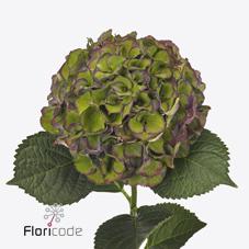 Срезанные цветы оптом Hydrangea royal palace classic от 10шт из Голландии с доставкой по России