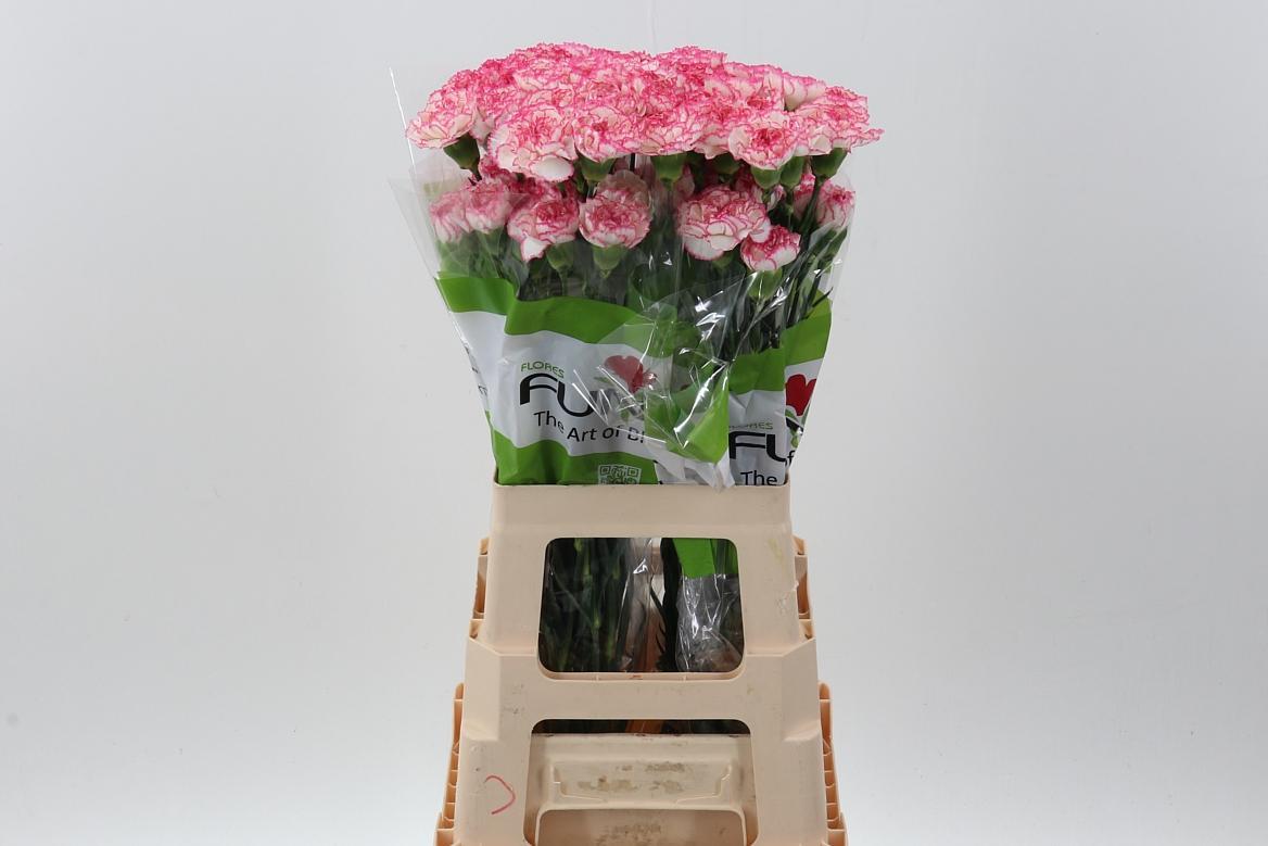 Срезанные цветы оптом Dianthus st komachi от 80шт из Голландии с доставкой по России