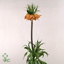 Срезанные цветы оптом Fritillaria garland star от 30шт из Голландии с доставкой по России