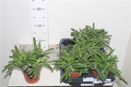 Горшечные цветы и растения оптом Cotyledon ** Elephants Trunk ** от 5шт из Голландии с доставкой по России