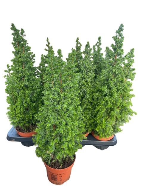 Горшечные цветы и растения оптом Cham Th Top Point от 8шт из Голландии с доставкой по России